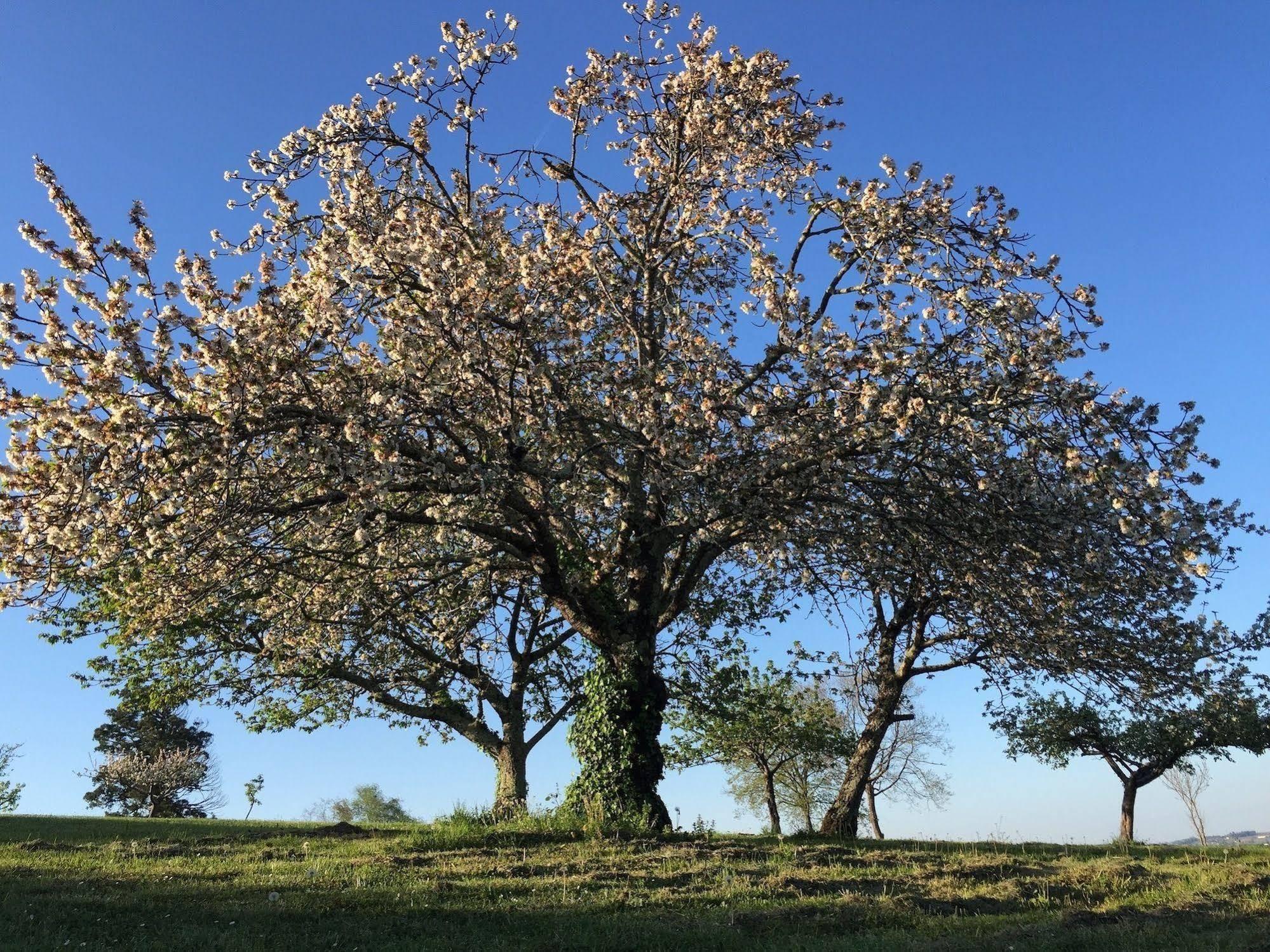 5 Lasserre Moulon-sur-Dordogne Luaran gambar